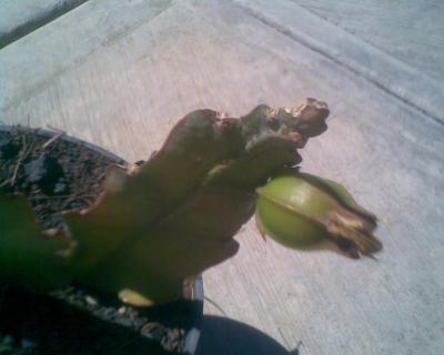 [Foto de planta, jardin, jardineria]