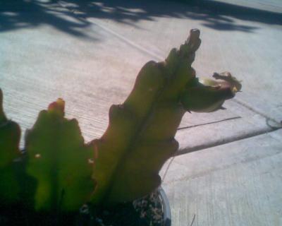 [Foto de planta, jardin, jardineria]