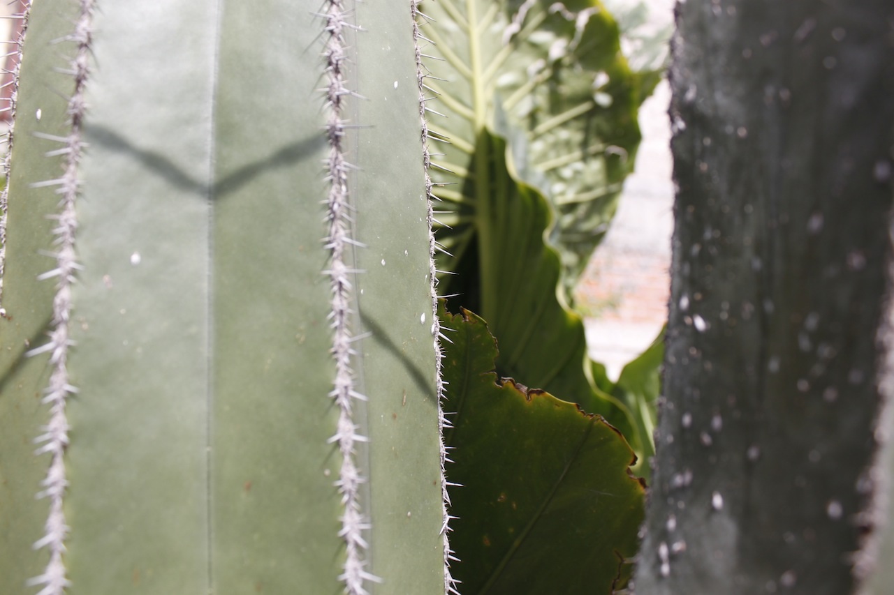 [Foto de planta, jardin, jardineria]