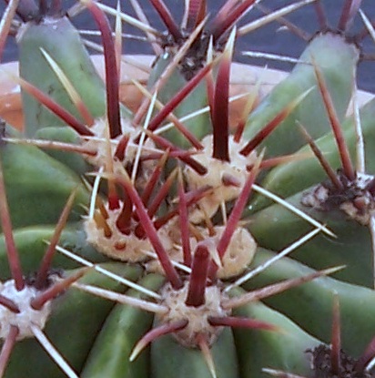[Foto de planta, jardin, jardineria]