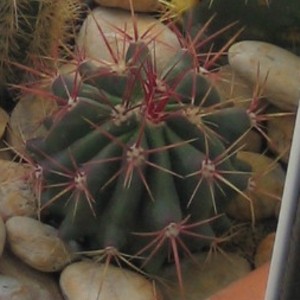 [Foto de planta, jardin, jardineria]