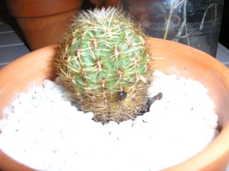 [Foto de planta, jardin, jardineria]
