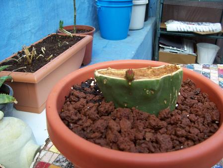 [Foto de planta, jardin, jardineria]