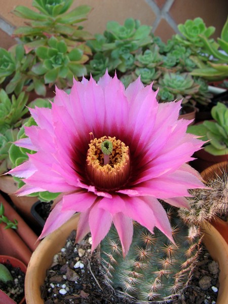 [Foto de planta, jardin, jardineria]