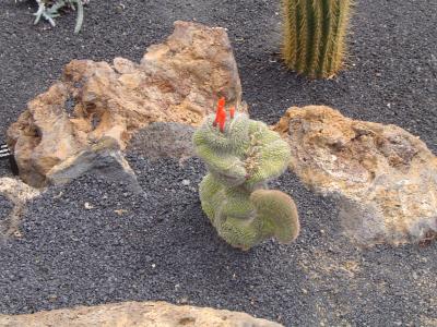 [Foto de planta, jardin, jardineria]