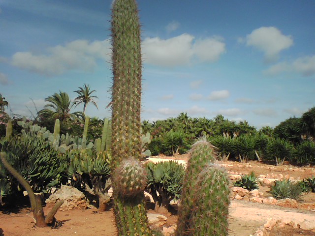 [Foto de planta, jardin, jardineria]