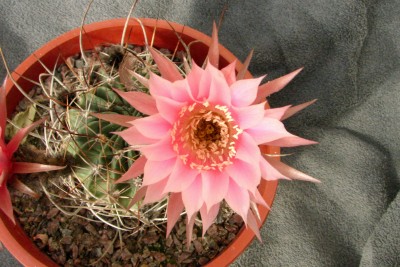 [Foto de planta, jardin, jardineria]