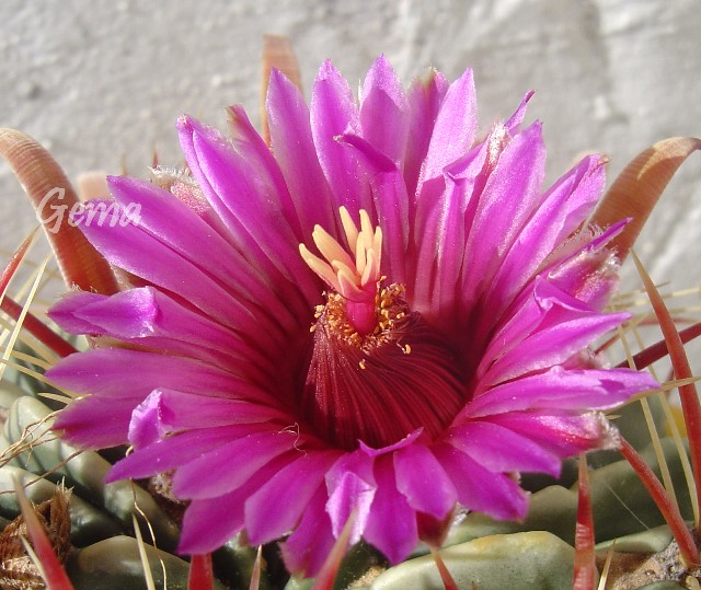 [Foto de planta, jardin, jardineria]