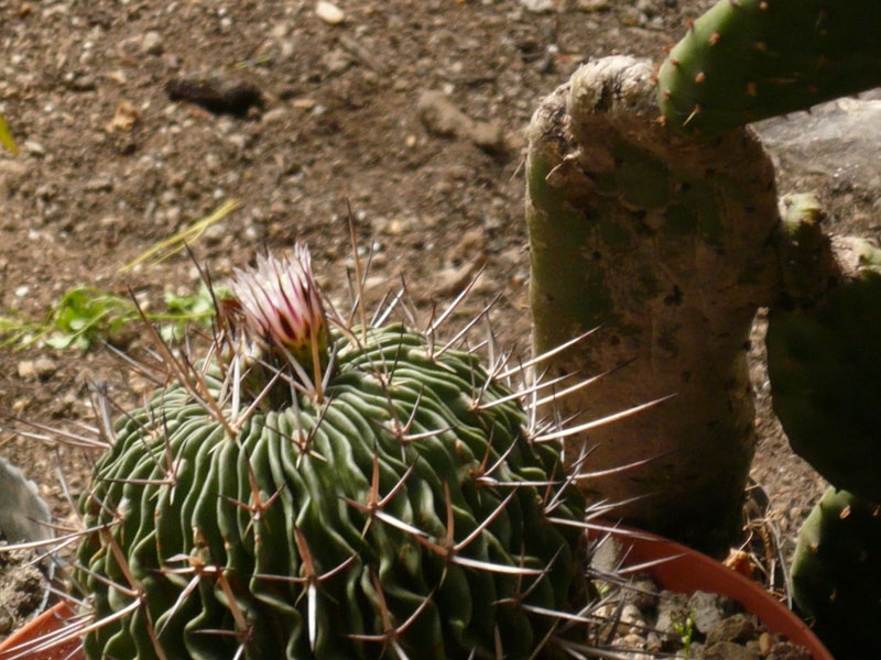 [Foto de planta, jardin, jardineria]