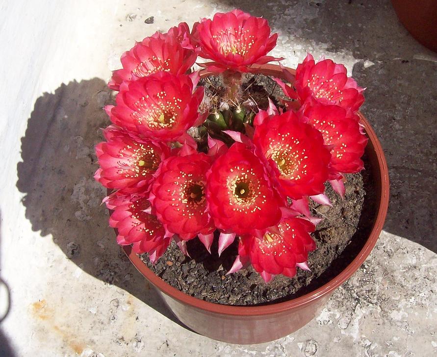 [Foto de planta, jardin, jardineria]