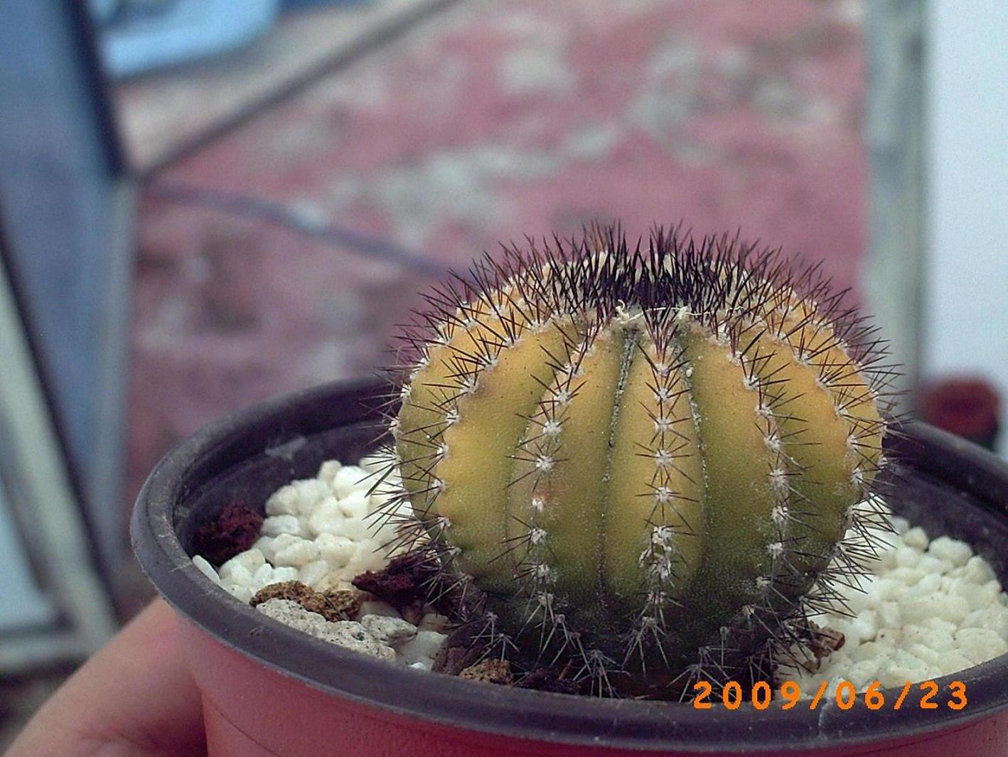[Foto de planta, jardin, jardineria]
