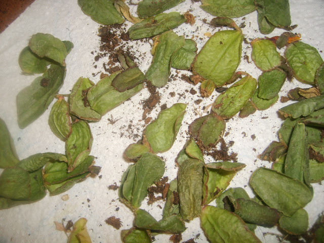 [Foto de planta, jardin, jardineria]