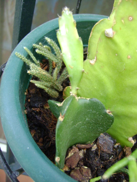 [Foto de planta, jardin, jardineria]