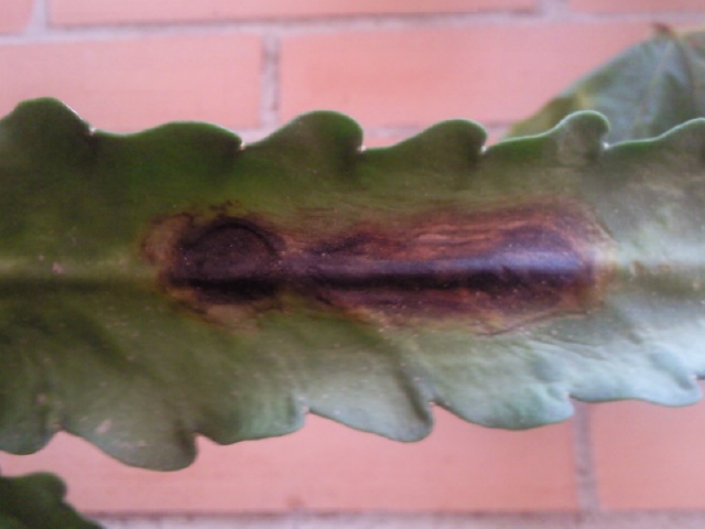 [Foto de planta, jardin, jardineria]