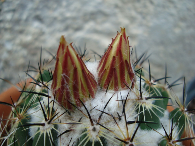 [Foto de planta, jardin, jardineria]