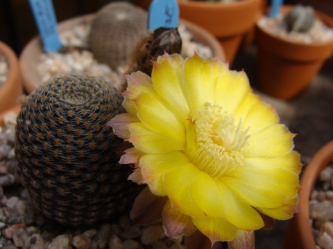 [Foto de planta, jardin, jardineria]