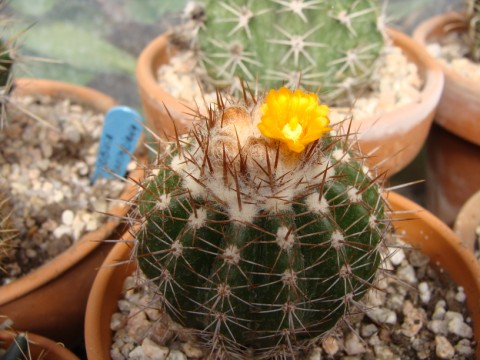 [Foto de planta, jardin, jardineria]