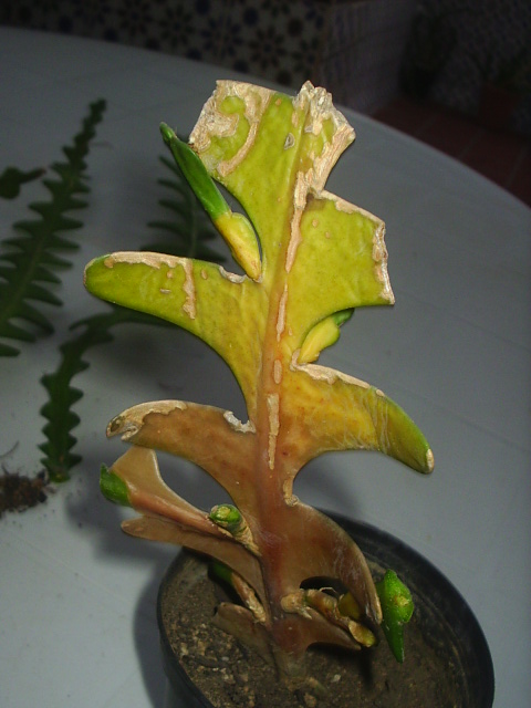 [Foto de planta, jardin, jardineria]