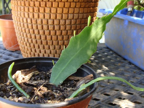 [Foto de planta, jardin, jardineria]