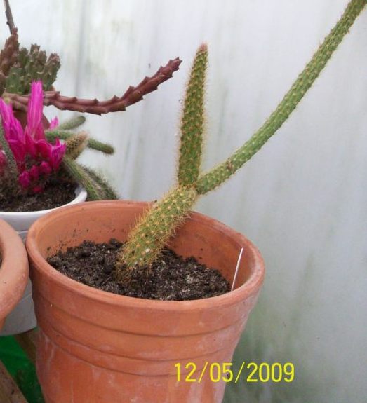 [Foto de planta, jardin, jardineria]