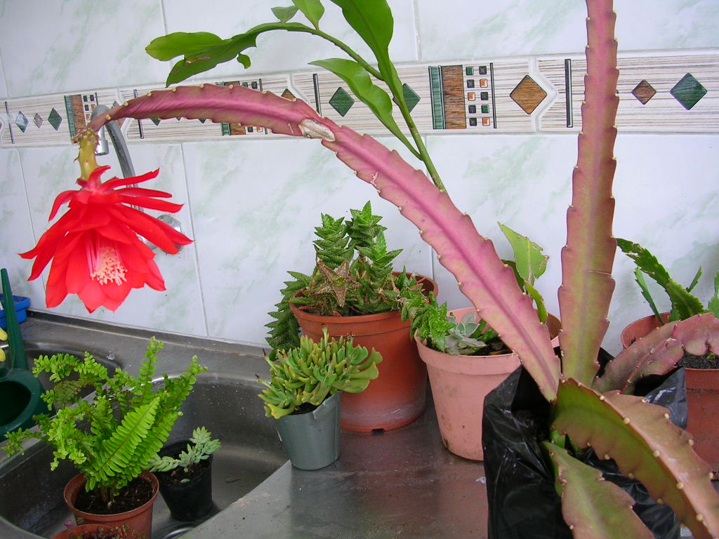 [Foto de planta, jardin, jardineria]