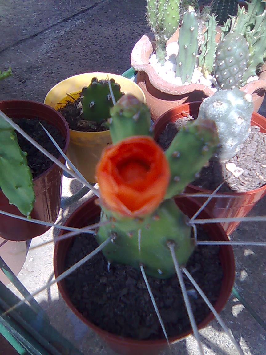 [Foto de planta, jardin, jardineria]