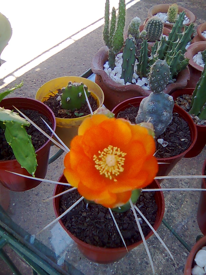 [Foto de planta, jardin, jardineria]