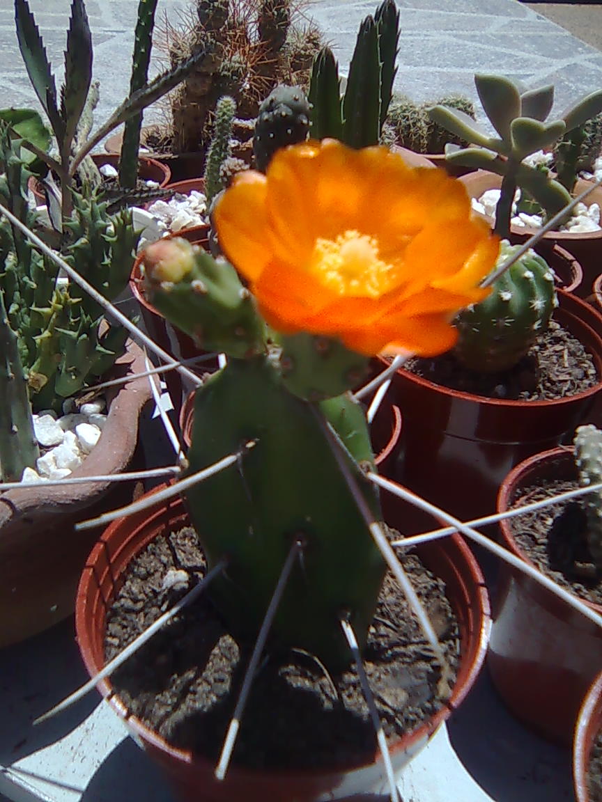 [Foto de planta, jardin, jardineria]