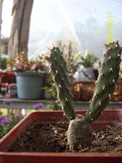 [Foto de planta, jardin, jardineria]