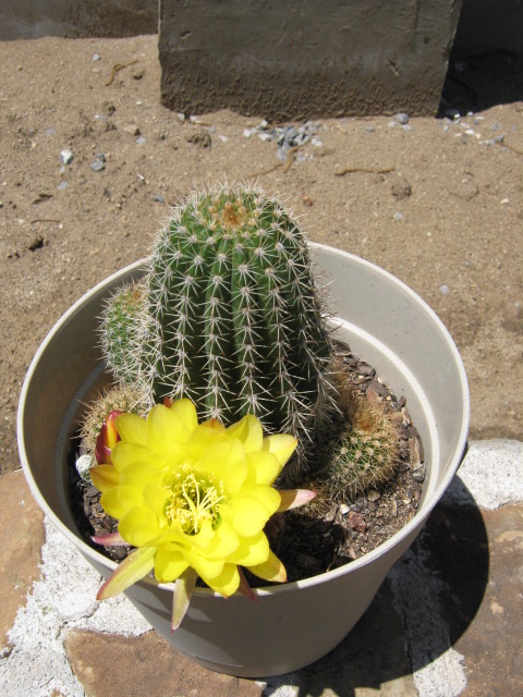 [Foto de planta, jardin, jardineria]