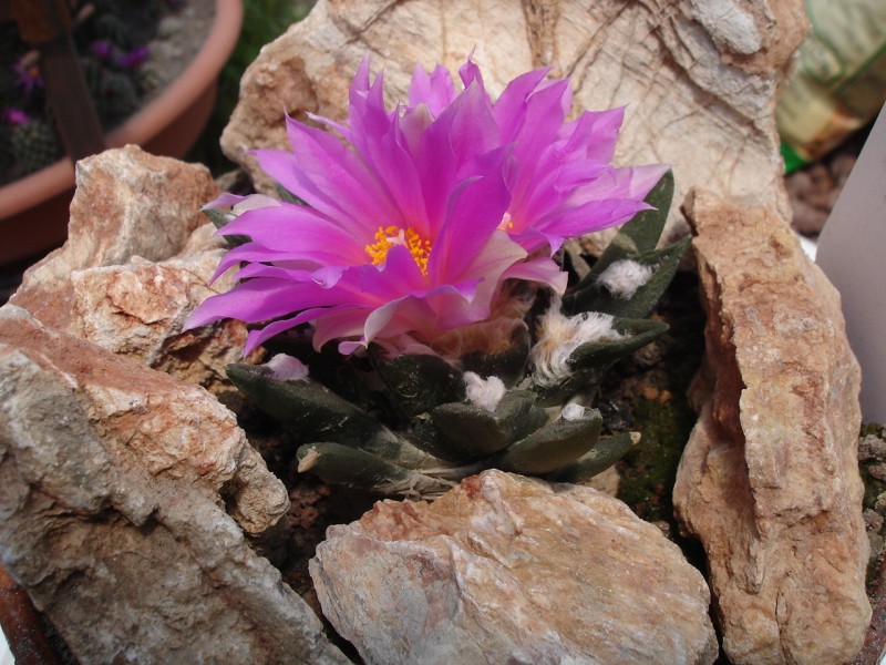 [Foto de planta, jardin, jardineria]