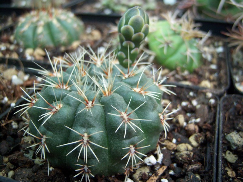 [Foto de planta, jardin, jardineria]