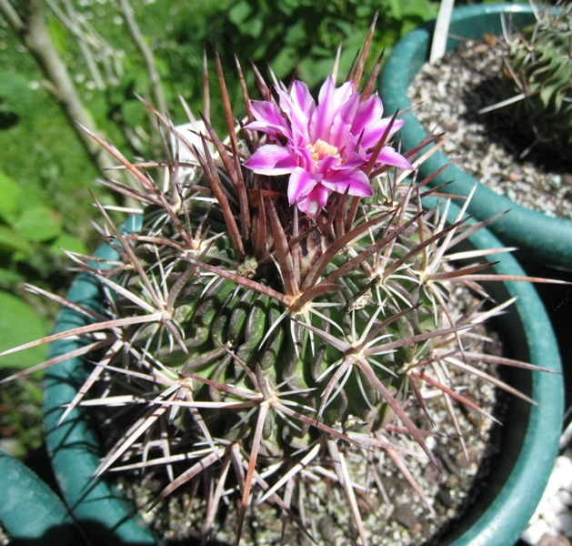 [Foto de planta, jardin, jardineria]