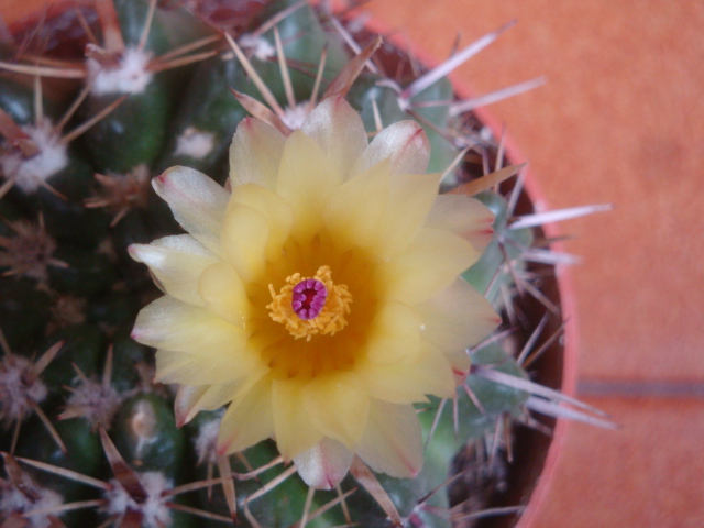 [Foto de planta, jardin, jardineria]