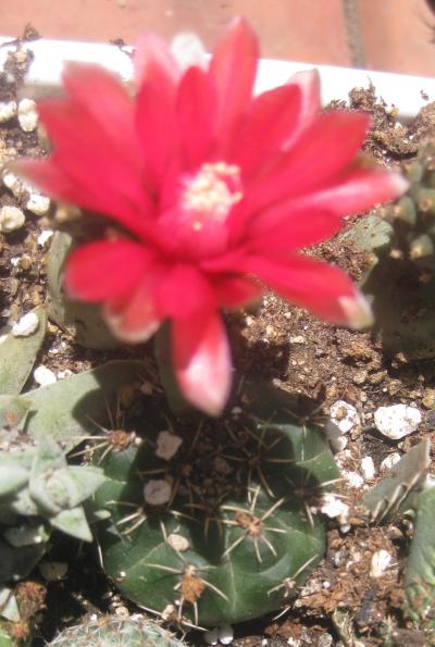 [Foto de planta, jardin, jardineria]