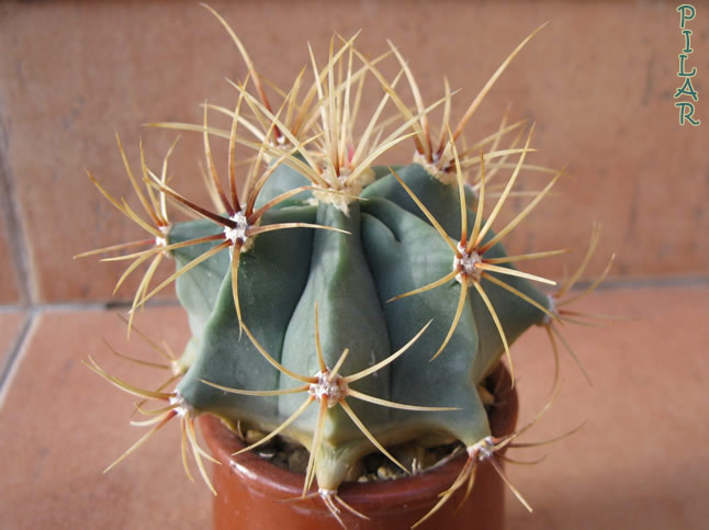 [Foto de planta, jardin, jardineria]