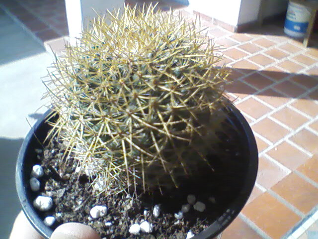 [Foto de planta, jardin, jardineria]