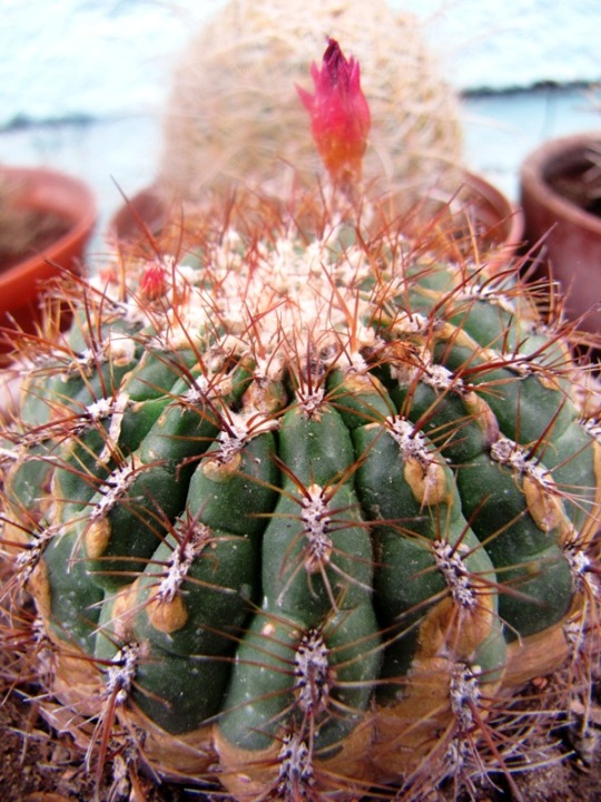 [Foto de planta, jardin, jardineria]