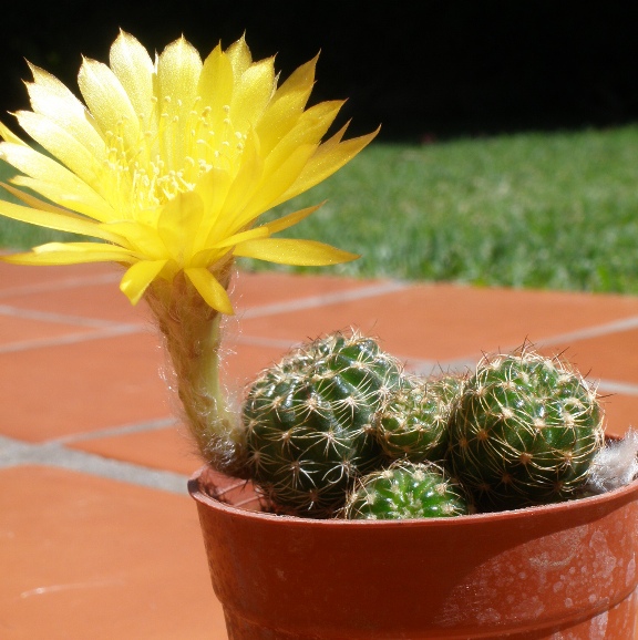 [Foto de planta, jardin, jardineria]