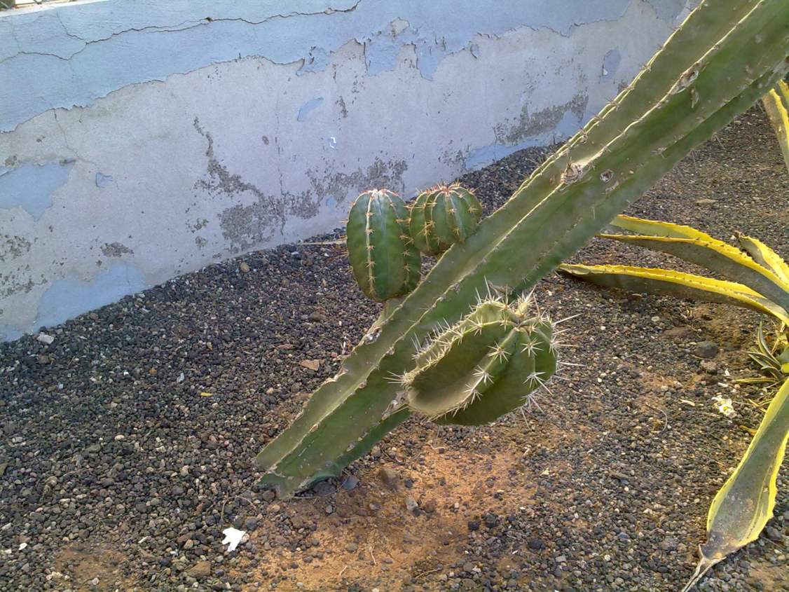 [Foto de planta, jardin, jardineria]