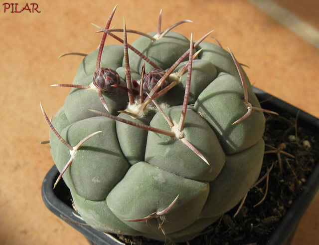 [Foto de planta, jardin, jardineria]
