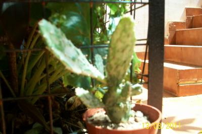 [Foto de planta, jardin, jardineria]