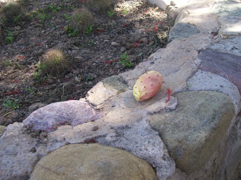 [Foto de planta, jardin, jardineria]