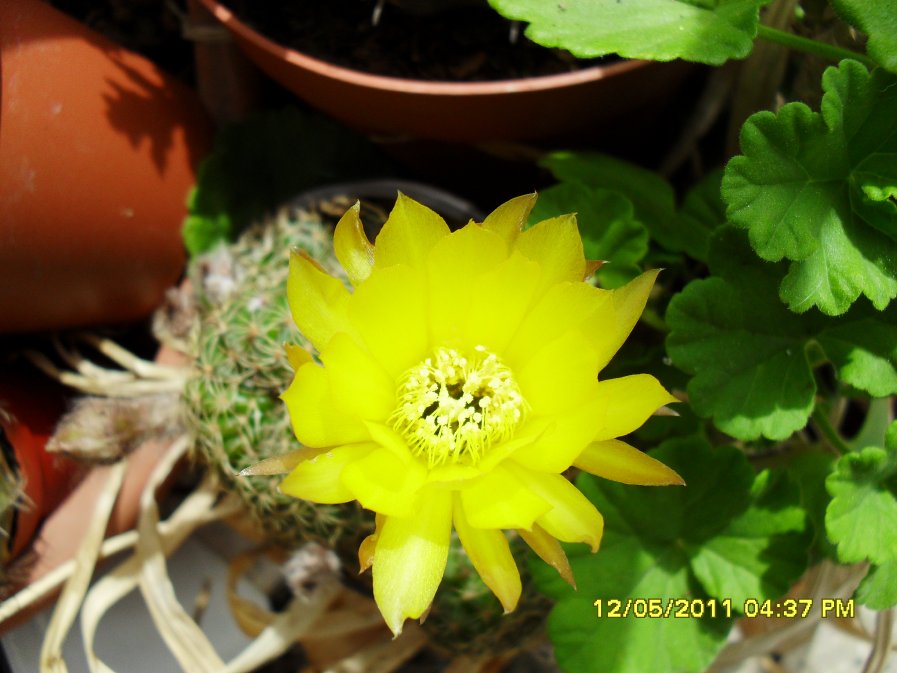 [Foto de planta, jardin, jardineria]