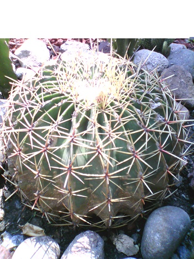 [Foto de planta, jardin, jardineria]