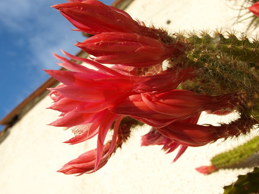 [Foto de planta, jardin, jardineria]
