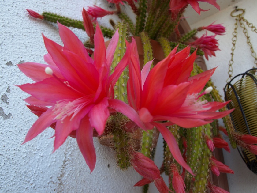 [Foto de planta, jardin, jardineria]
