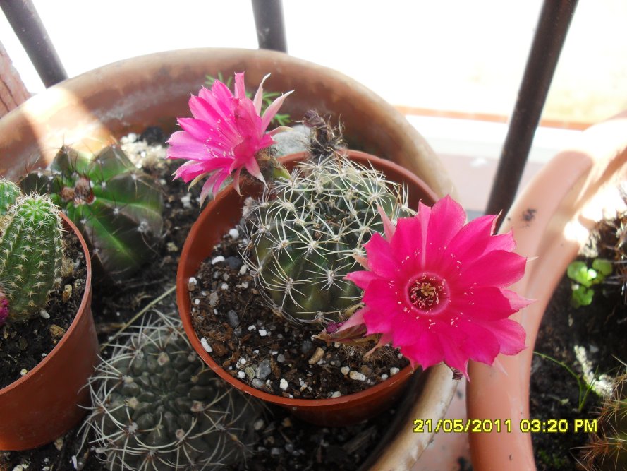 [Foto de planta, jardin, jardineria]