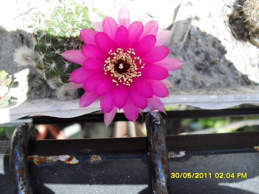 [Foto de planta, jardin, jardineria]