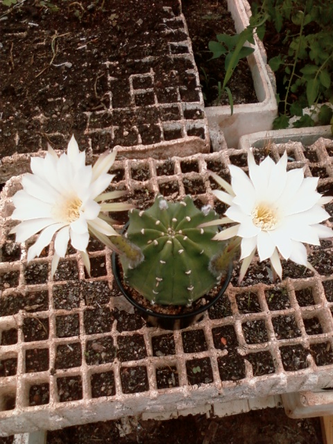 [Foto de planta, jardin, jardineria]